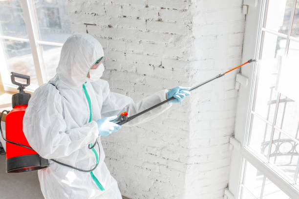 Why You Should Choose Our Mold Remediation Services in Carlyss, LA